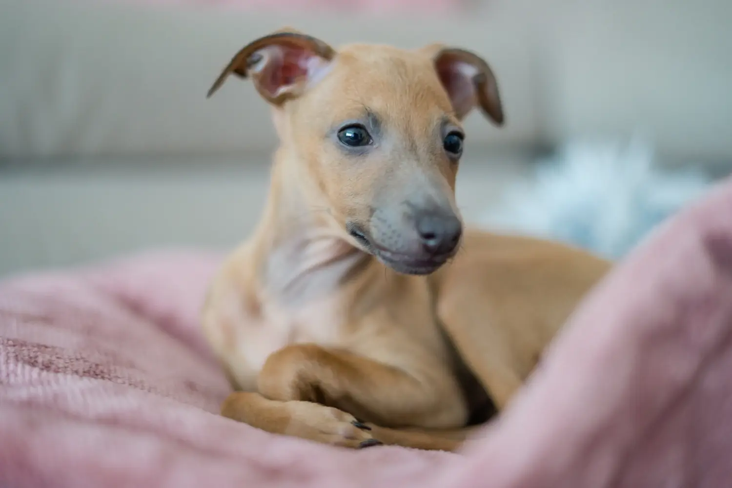 Cumpărarea unui cățel Greyhound italian înseamnă asumarea responsabilității! Cumpărați cățeluși italieni cu clopoței de vânt.
