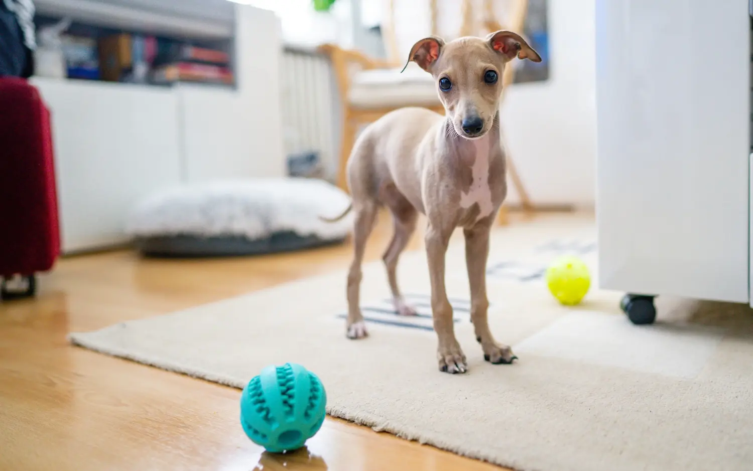 Cumpărarea unui cățel Greyhound italian înseamnă asumarea responsabilității! Cumpărați cățeluși italieni cu clopoței de vânt.