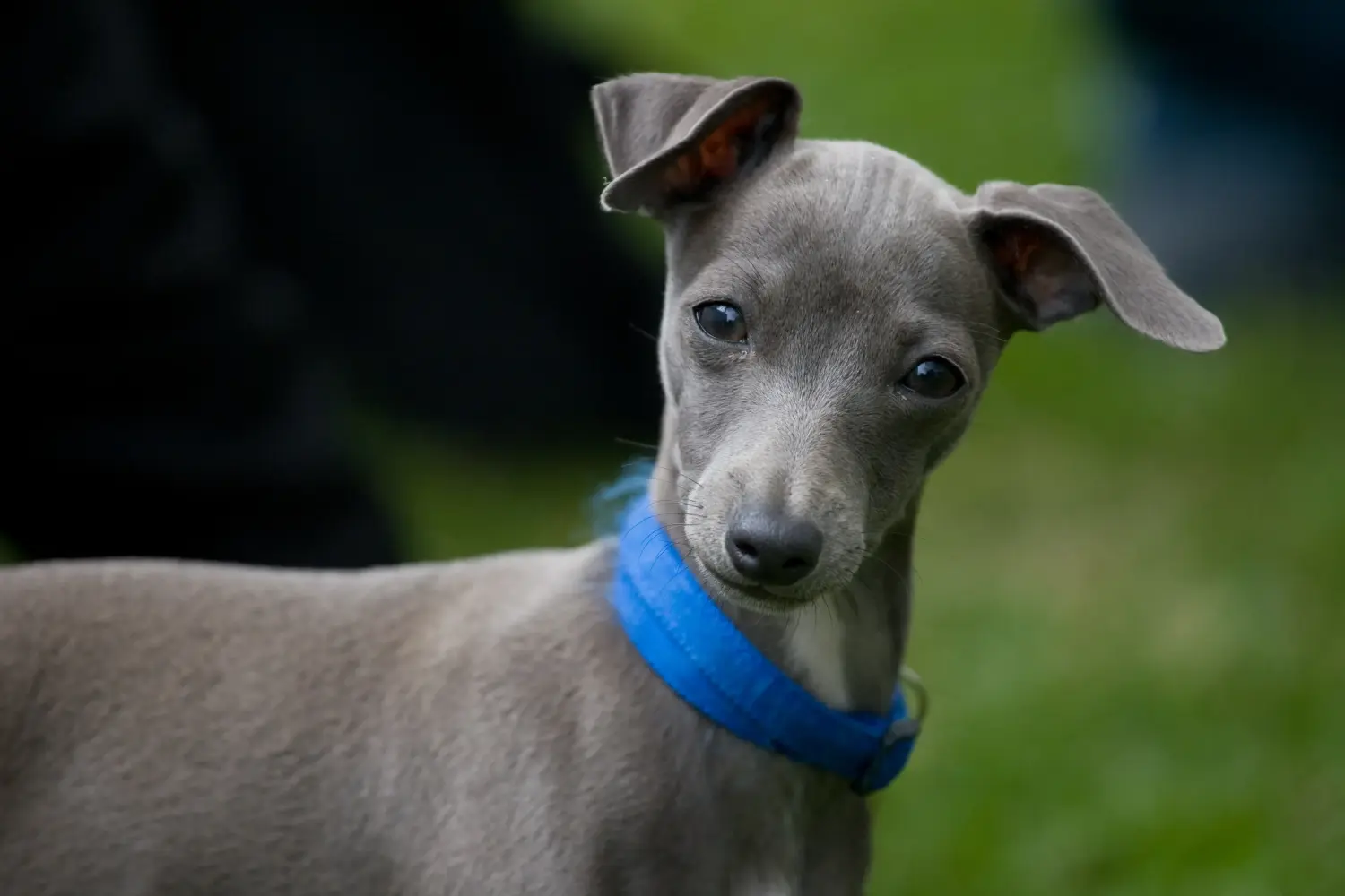 Cumpărarea unui cățel Greyhound italian înseamnă asumarea responsabilității! Cumpărați cățeluși italieni cu clopoței de vânt.