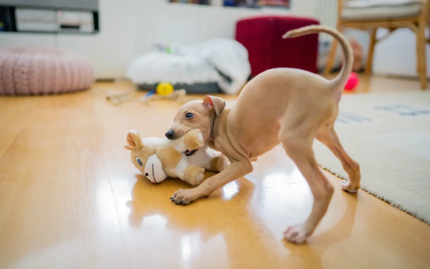 Cumpărarea unui cățel Greyhound italian înseamnă asumarea responsabilității! Cumpărați cățeluși italieni cu clopoței de vânt.