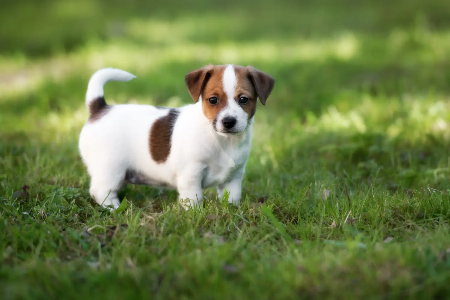 Cumpărarea unui cățel Jack Russell înseamnă asumarea responsabilității! Cumpărați cățeluși Jack Russell.
