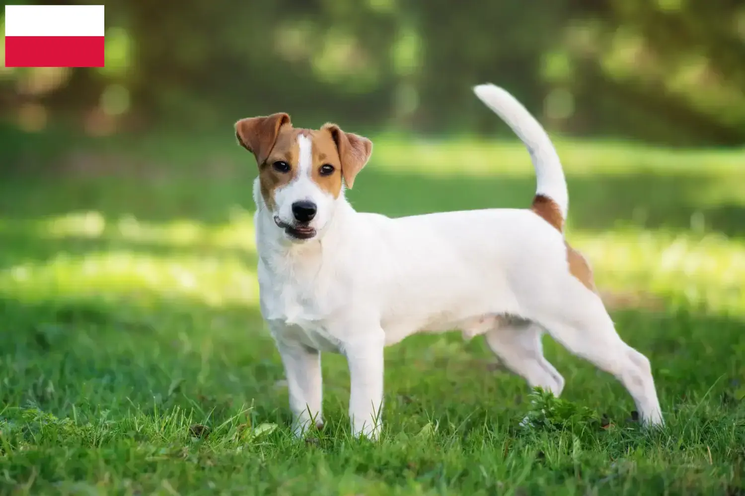 Read more about the article Jack Russell crescători și căței în Polonia