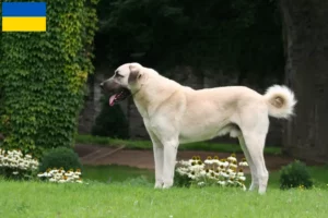 Read more about the article Kangal crescători și căței în Ucraina