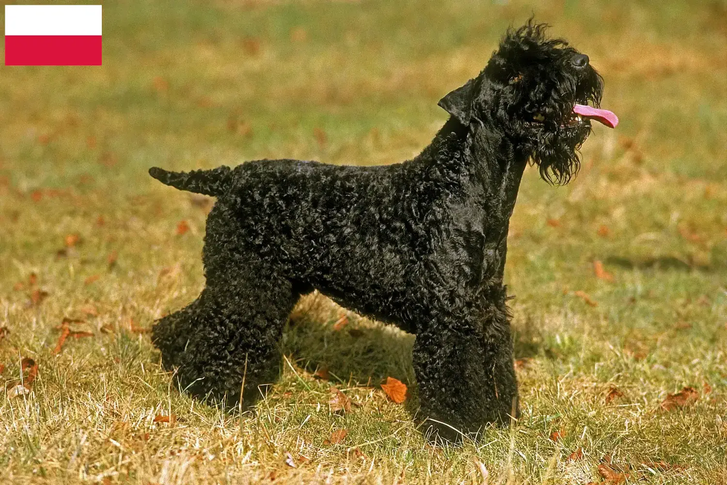 Kerry Blue Terrier căței și crescători Polonia Găsiți crescători de Kerry Blue Terrier în Polonia aici.