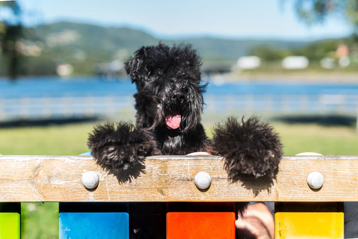Cumpărarea unui cățel Kerry Blue Terrier înseamnă asumarea responsabilității! Cumpărați cățeluși Kerry Blue Terrier.