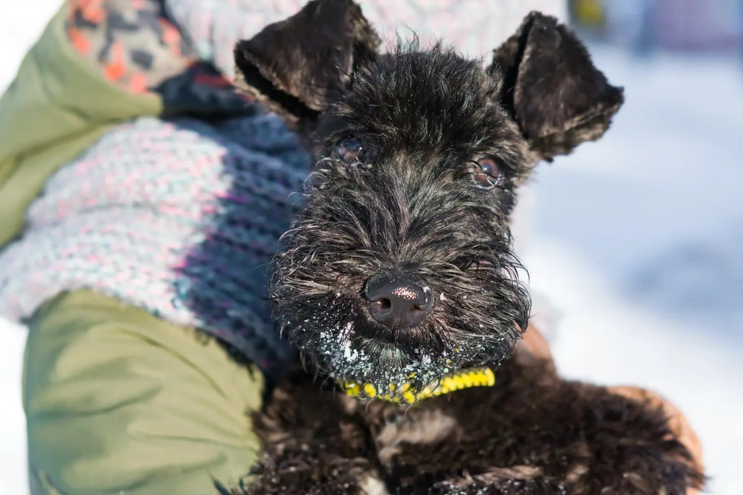 Cumpărarea unui cățel Kerry Blue Terrier înseamnă asumarea responsabilității! Cumpărați cățeluși Kerry Blue Terrier.