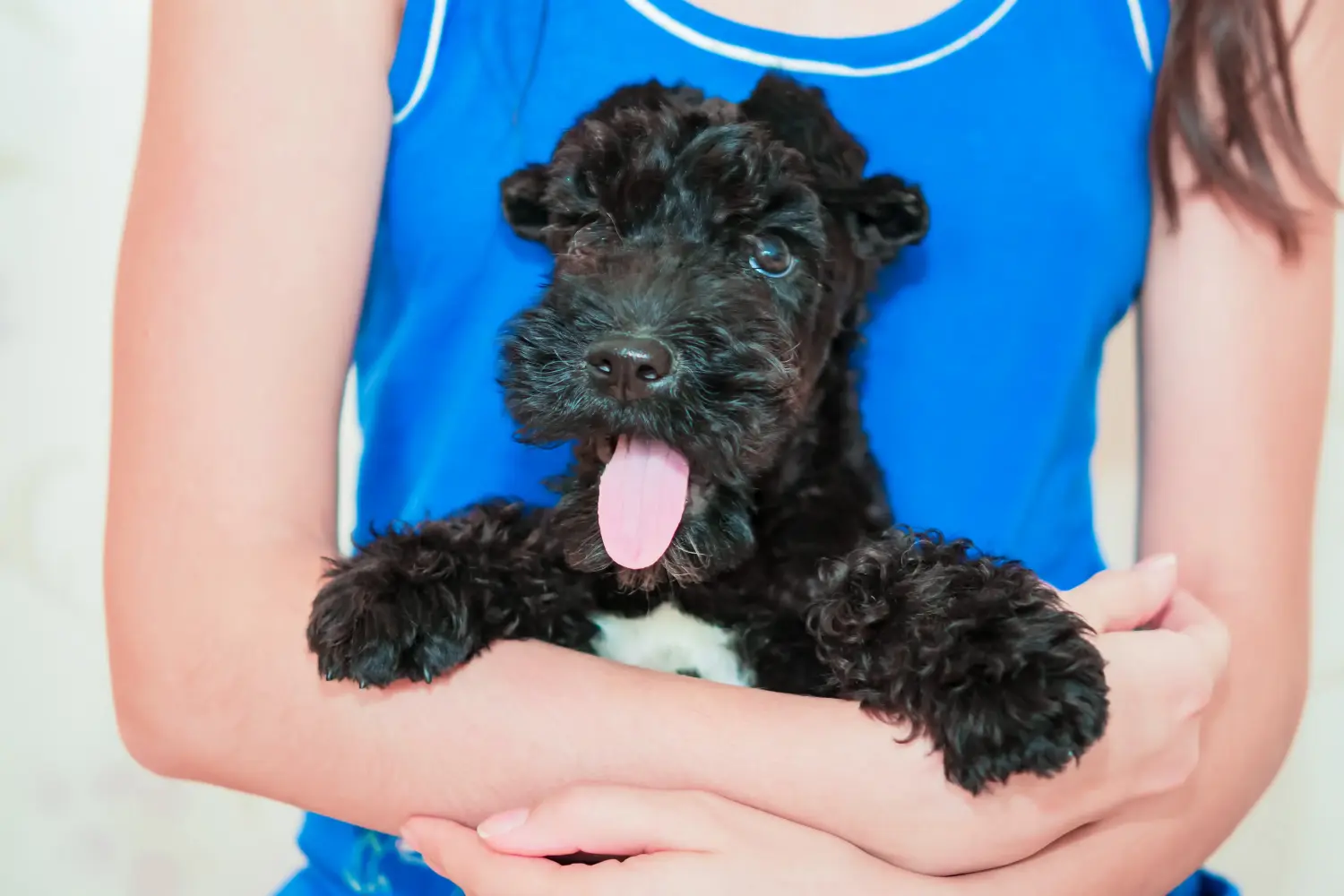Cumpărarea unui cățel Kerry Blue Terrier înseamnă asumarea responsabilității! Cumpărați cățeluși Kerry Blue Terrier.