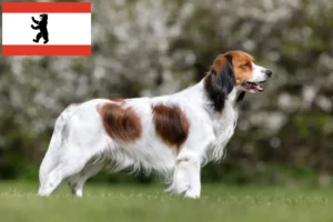 Read more about the article Crescători și căței Kooikerhondje olandezi în Berlin