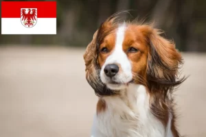 Read more about the article Crescători de Kooikerhondje olandezi și căței în Brandenburg
