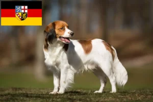 Read more about the article Crescători de Kooikerhondje olandezi și căței în Saarland