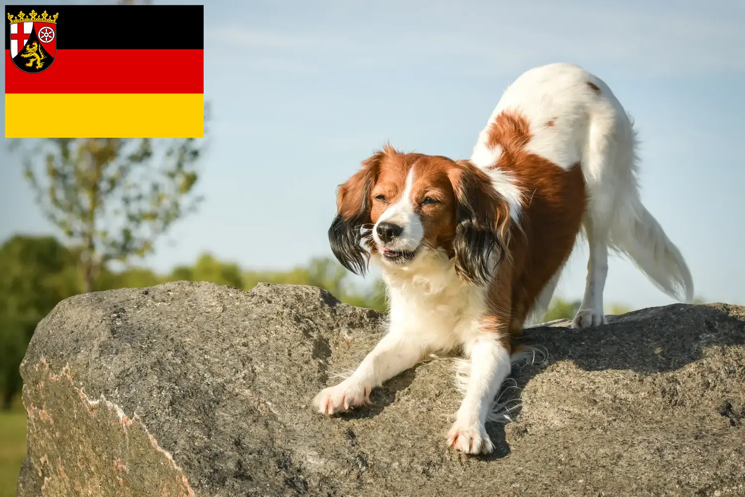 Read more about the article crescători de Kooikerhondje olandezi și căței în Renania-Palatinat