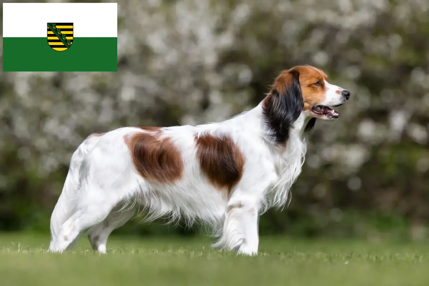 Read more about the article Crescători de Kooikerhondje olandezi și căței în Saxonia