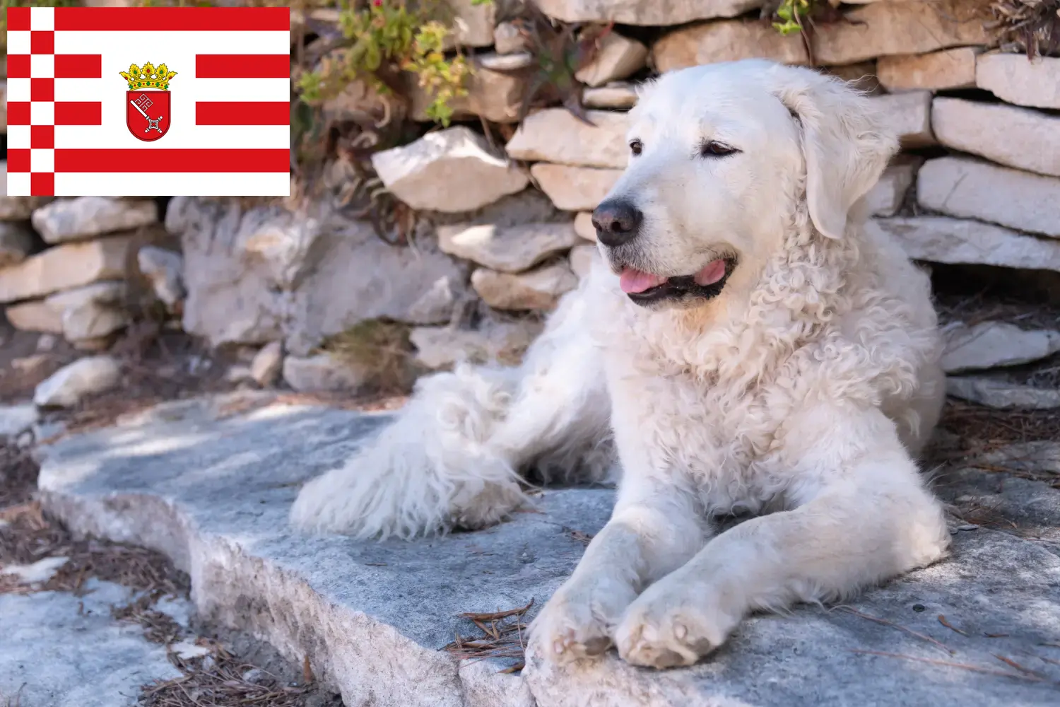 Kuvasz căței și Bremen crescător Aici puteți găsi crescători de Kuvasz în Bremen.