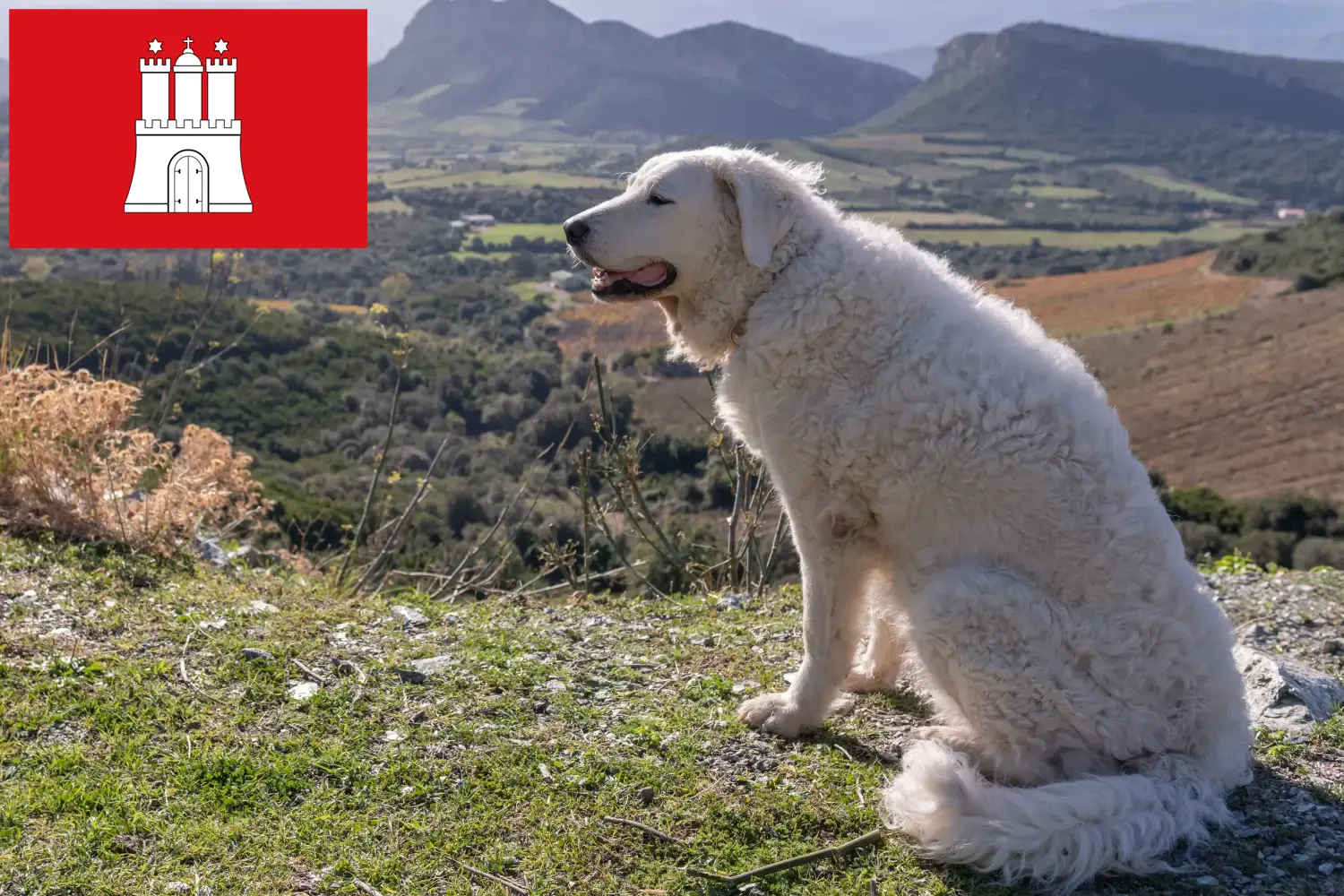 Kuvasz căței și crescător Hamburg Aici puteți găsi crescători de Kuvasz în Hamburg.