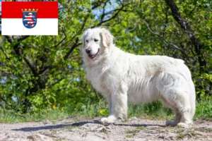 Read more about the article Kuvasz crescători și căței în Hessen