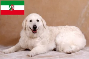 Read more about the article Kuvasz crescători și căței în Renania de Nord-Westfalia
