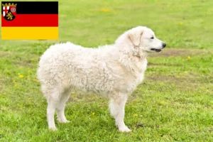 Read more about the article Kuvasz crescători și căței în Renania-Palatinat