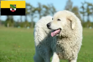 Read more about the article Kuvasz crescători și căței în Saxonia-Anhalt