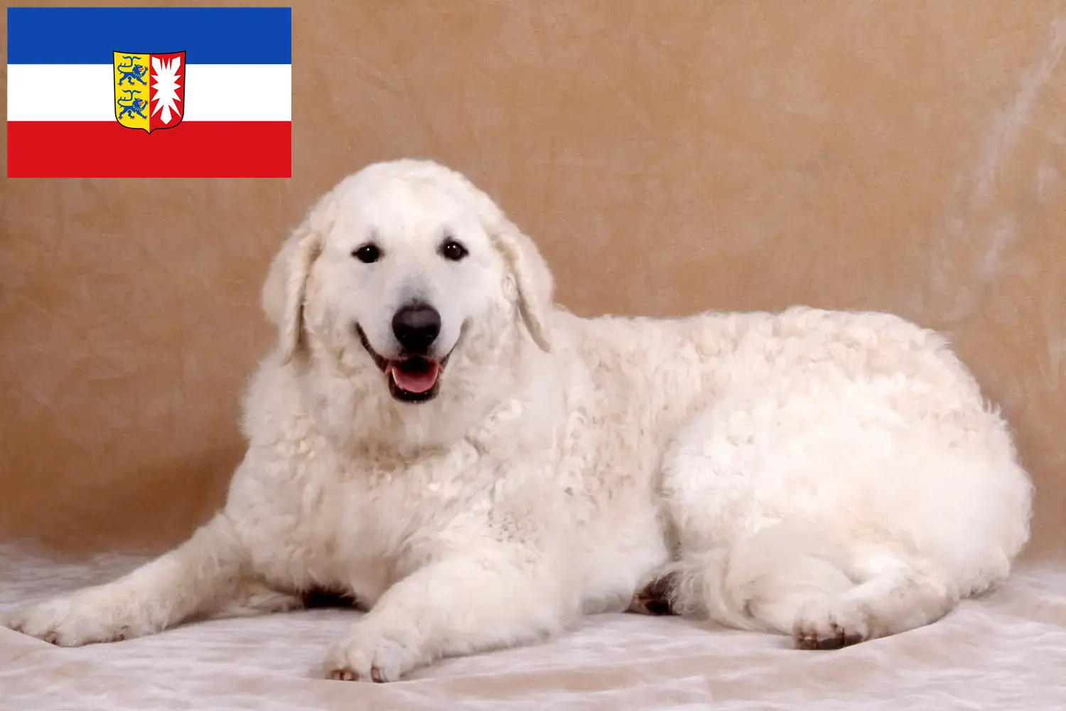 Kuvasz căței și crescător Schleswig-Holstein Aici puteți găsi crescători de Kuvasz în Schleswig-Holstein.