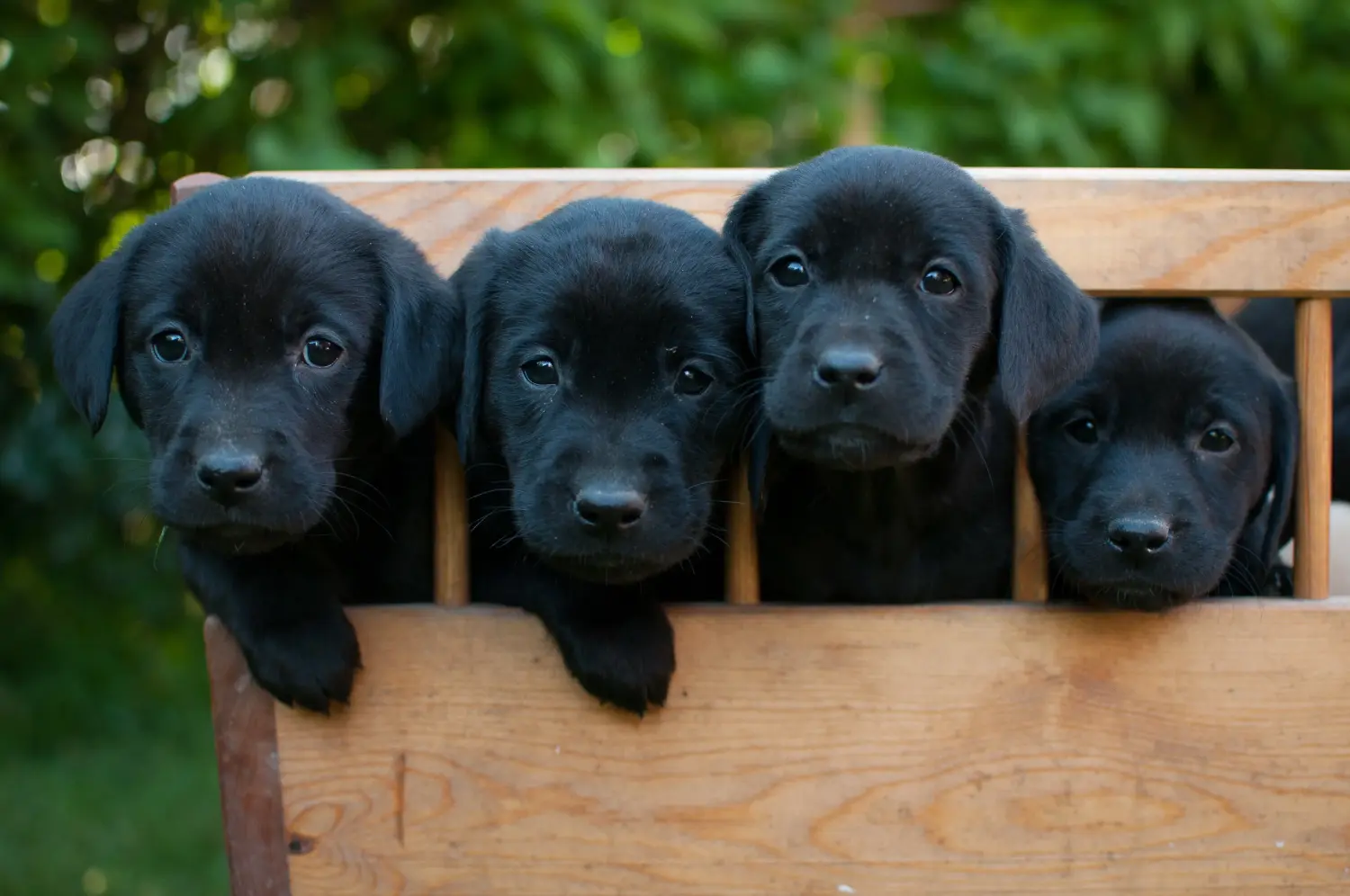 Cumpărarea unui cățel Labrador înseamnă asumarea responsabilității! Cumpărați cățeluși Labrador.