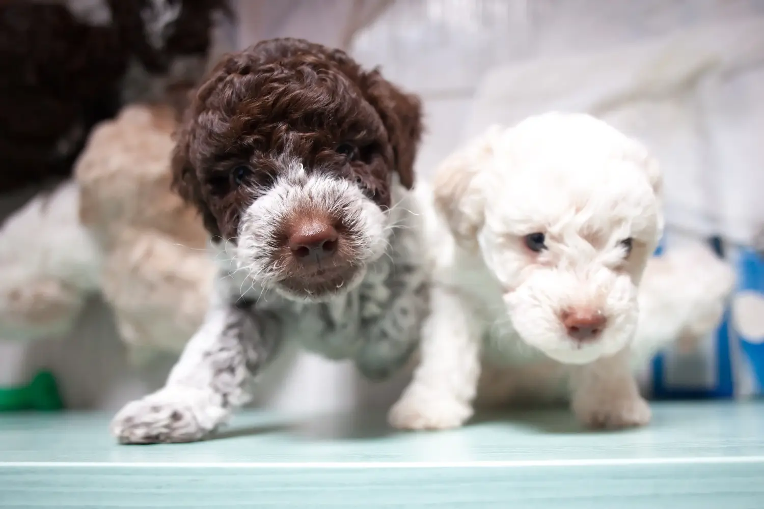 Cumpărarea unui cățel Lagotto Romagnolo înseamnă asumarea responsabilității! Cumpărați cățeluși Lagotto Romagnolo.