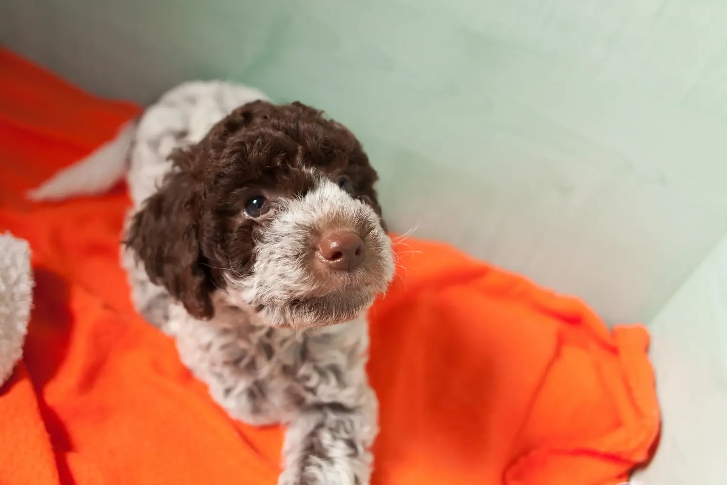 Cumpărarea unui cățel Lagotto Romagnolo înseamnă asumarea responsabilității! Cumpărați cățeluși Lagotto Romagnolo.