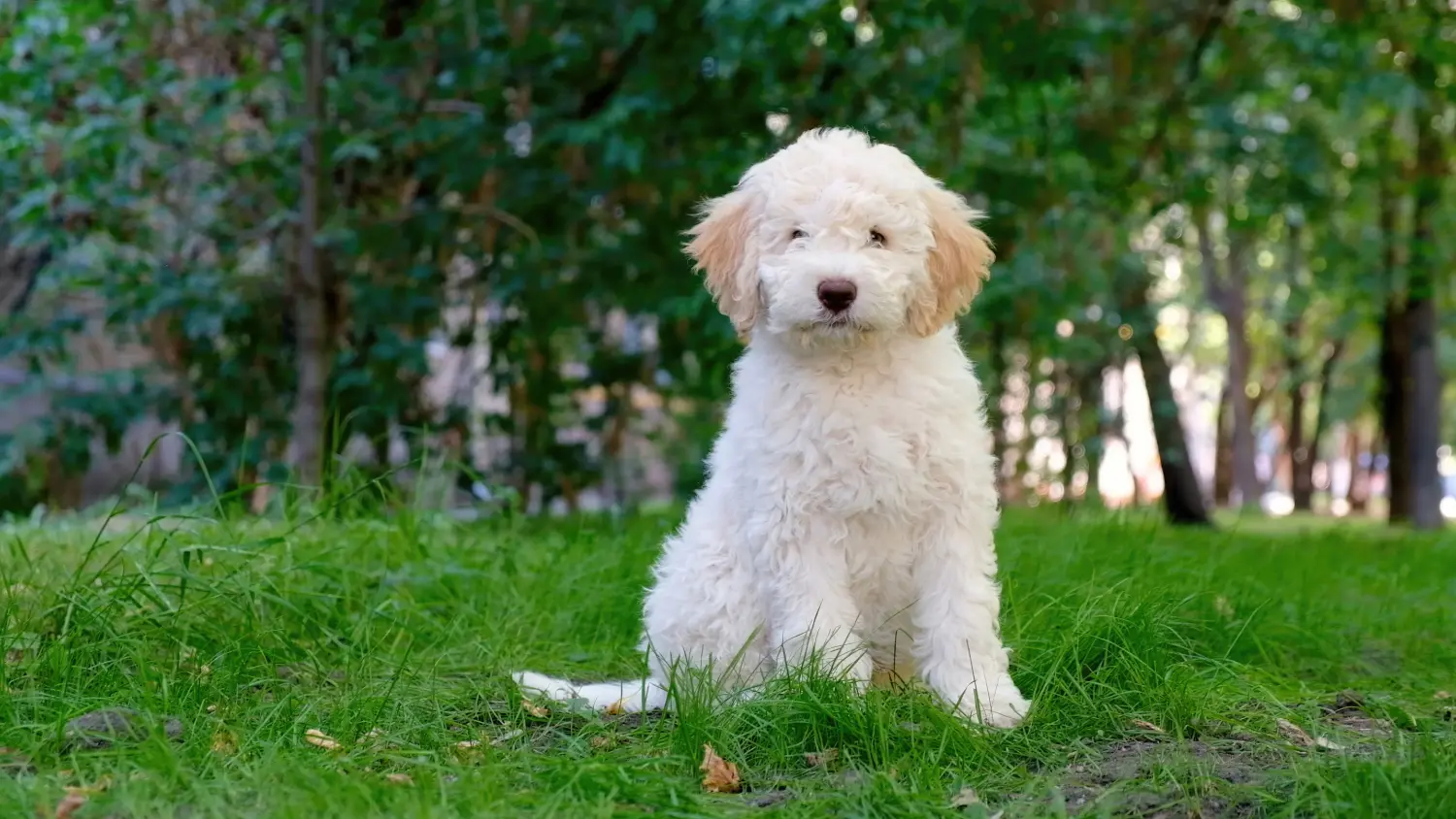 Cumpărarea unui cățel Lagotto Romagnolo înseamnă asumarea responsabilității! Cumpărați cățeluși Lagotto Romagnolo.