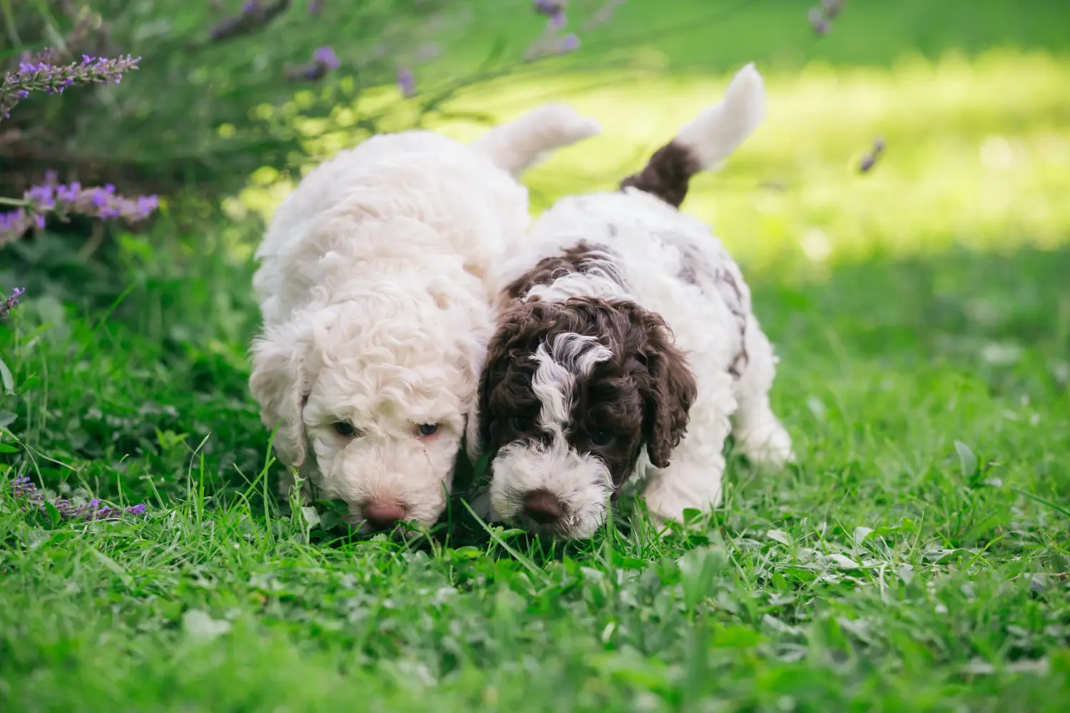 Cumpărarea unui cățel Lagotto Romagnolo înseamnă asumarea responsabilității! Cumpărați cățeluși Lagotto Romagnolo.