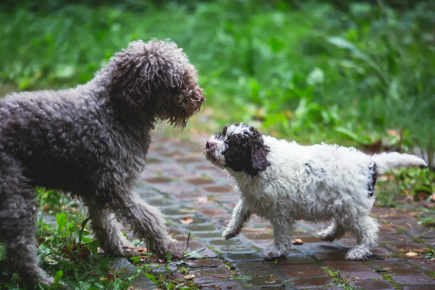 Cumpărarea unui cățel Lagotto Romagnolo înseamnă asumarea responsabilității! Cumpărați cățeluși Lagotto Romagnolo.