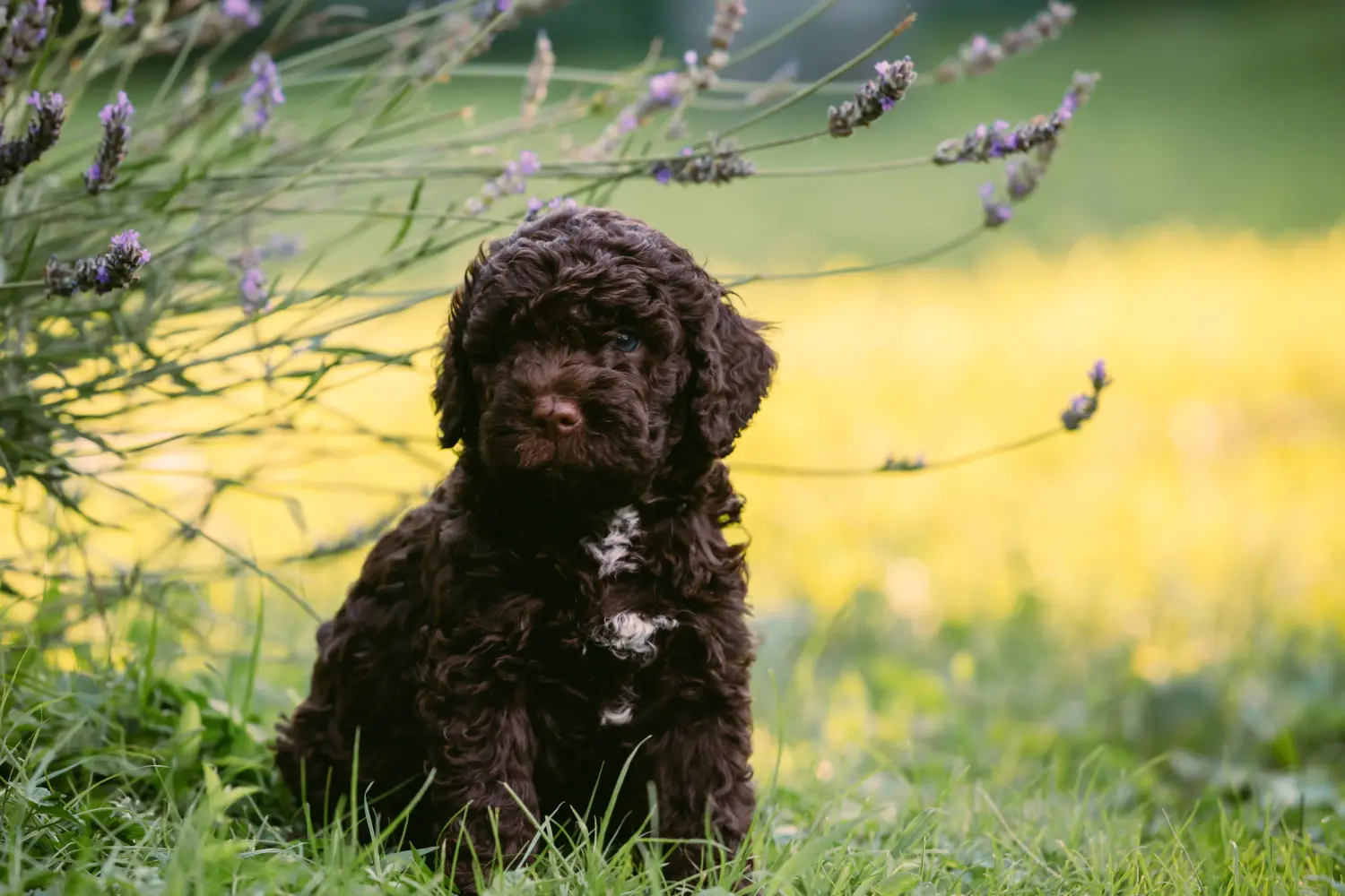 Cumpărarea unui cățel Lagotto Romagnolo înseamnă asumarea responsabilității! Cumpărați cățeluși Lagotto Romagnolo.