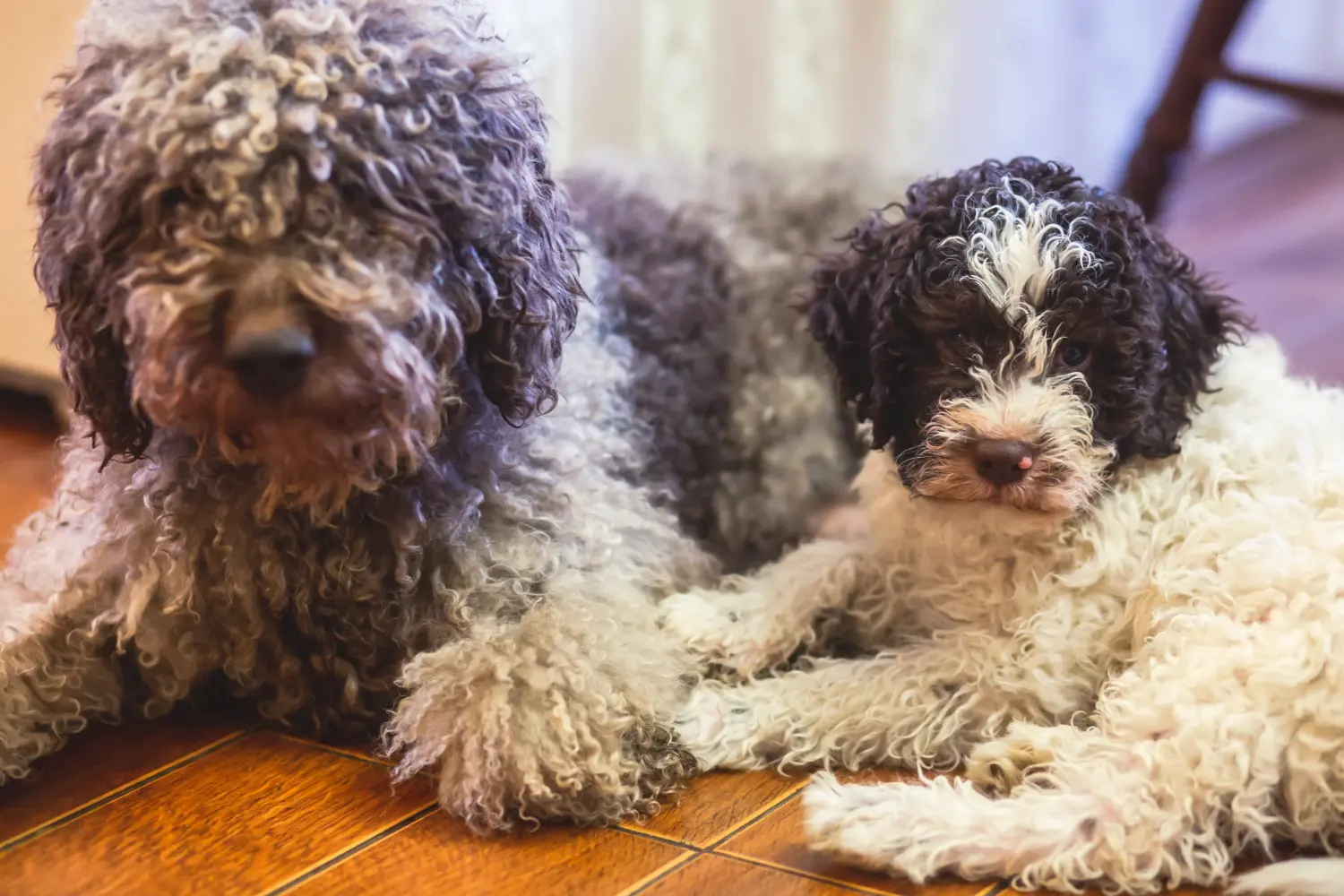 Cumpărarea unui cățel Lagotto Romagnolo înseamnă asumarea responsabilității! Cumpărați cățeluși Lagotto Romagnolo.