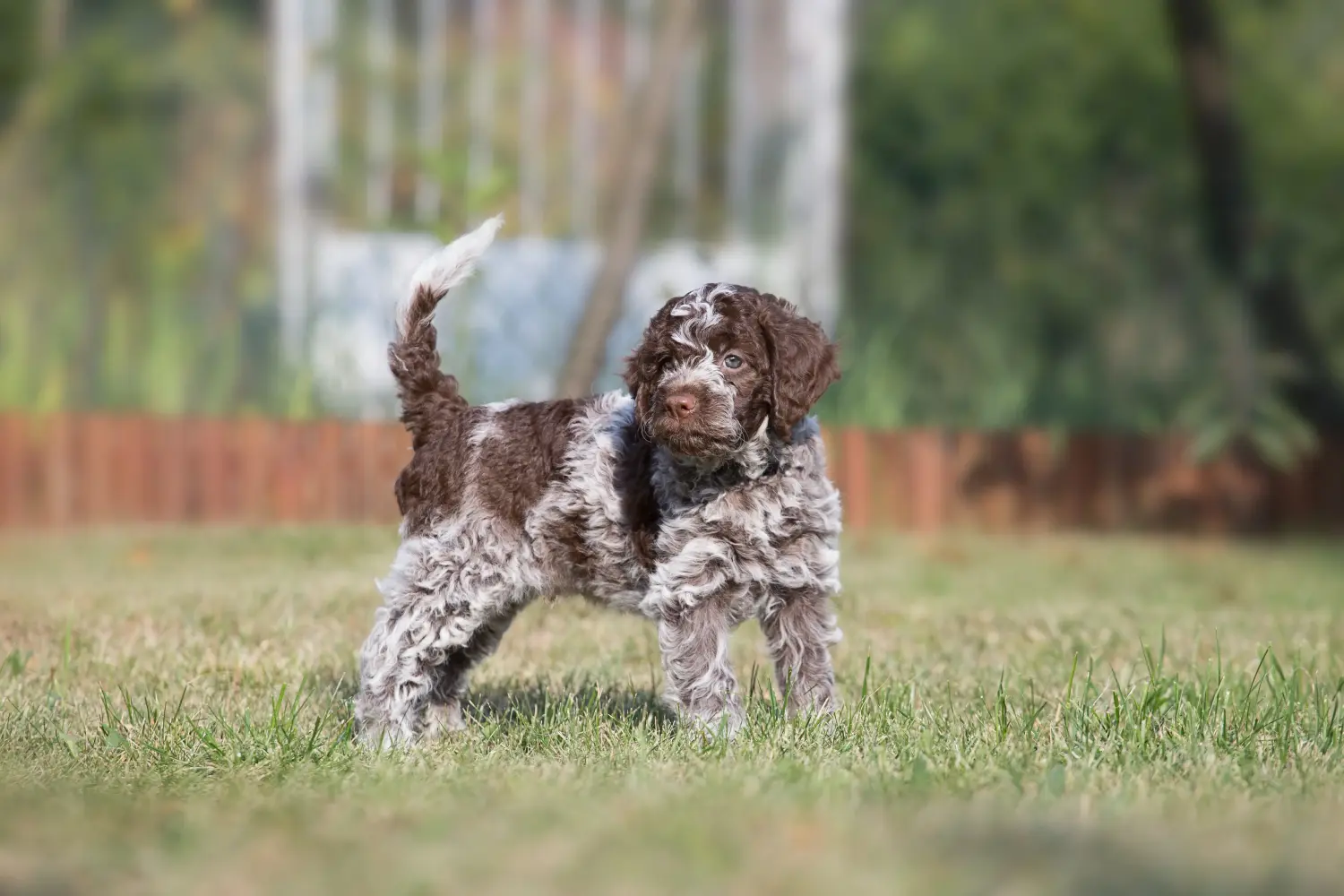 Cumpărarea unui cățel Lagotto Romagnolo înseamnă asumarea responsabilității! Cumpărați cățeluși Lagotto Romagnolo.