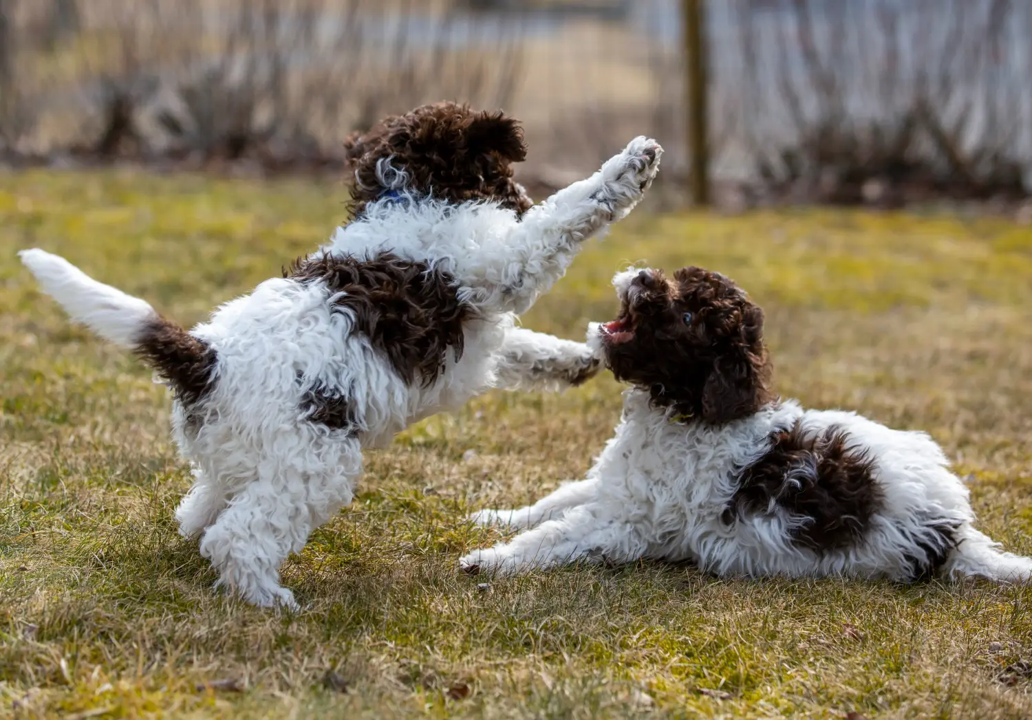 Cumpărarea unui cățel Lagotto Romagnolo înseamnă asumarea responsabilității! Cumpărați cățeluși Lagotto Romagnolo.