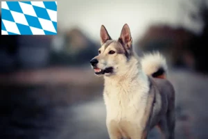 Read more about the article Laika crescători și căței în Bavaria