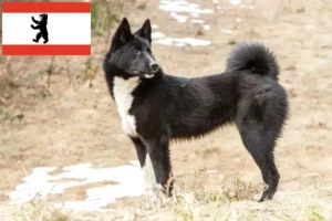 Read more about the article Laika crescători și căței în Berlin