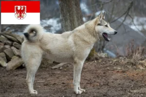Read more about the article Laika crescători și căței în Brandenburg