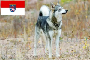 Read more about the article Laika crescători și căței în Hessen