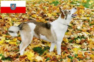 Read more about the article Laika crescători și căței în Thuringia