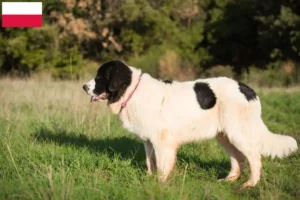 Read more about the article Landseer crescători și căței în Polonia