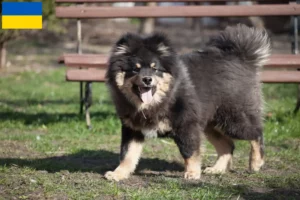 Read more about the article Lapphund finlandez crescători și căței în Ucraina
