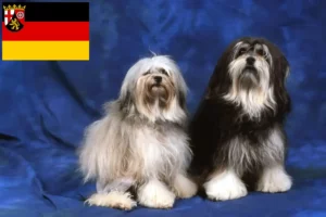 Read more about the article Löwchen crescători și căței în Renania-Palatinat