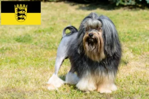 Read more about the article Löwchen crescători și căței în Baden-Württemberg