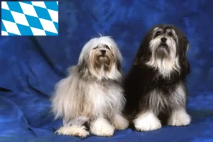 Read more about the article Löwchen crescători și căței în Bavaria