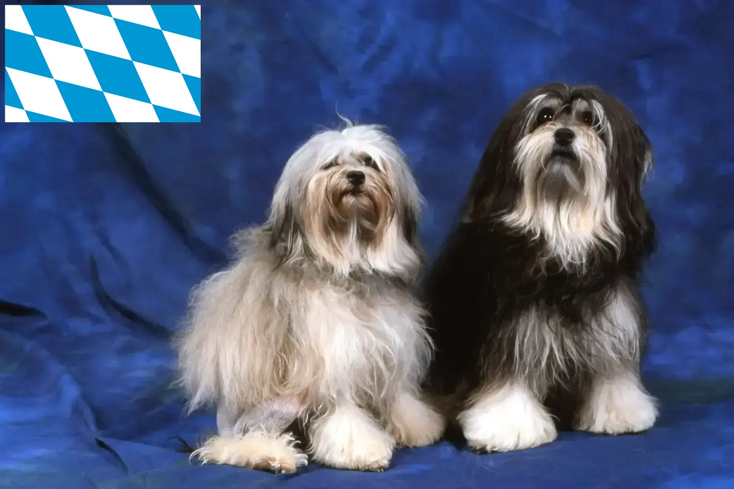 Read more about the article Löwchen crescători și căței în Bavaria