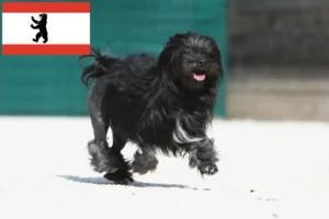Read more about the article Löwchen crescători și căței în Berlin