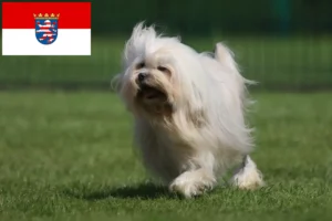 Read more about the article Löwchen crescători și căței în Hessen
