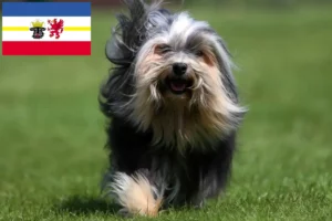 Read more about the article Löwchen crescători și căței în Mecklenburg-Vorpommern