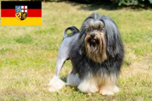 Read more about the article Löwchen crescători și căței în Saarland