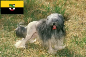 Read more about the article Löwchen crescători și căței în Saxonia-Anhalt