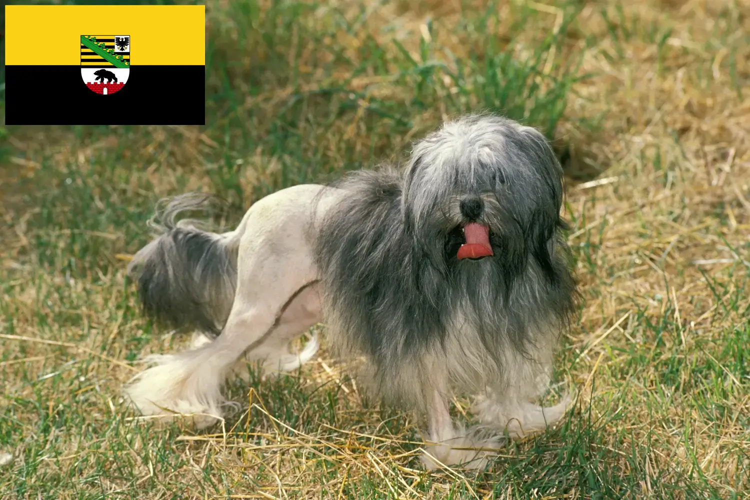 Read more about the article Löwchen crescători și căței în Saxonia-Anhalt